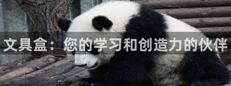龙八国际发哥下载：文具盒：您的学习和创造